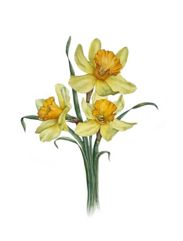 Картина под названием "Daffodils" - Olha Mosuzenko, Подлинное произведение искусства, Акварель