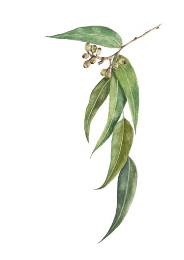 Картина под названием "Olive branch" - Olha Mosuzenko, Подлинное произведение искусства, Акварель