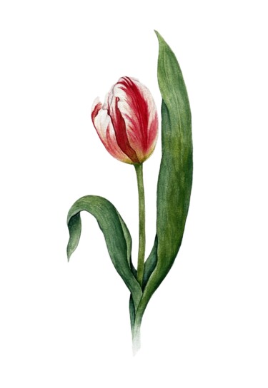 Painting titled "Tulip" by Olha Mosuzenko, Original Artwork, Watercolor