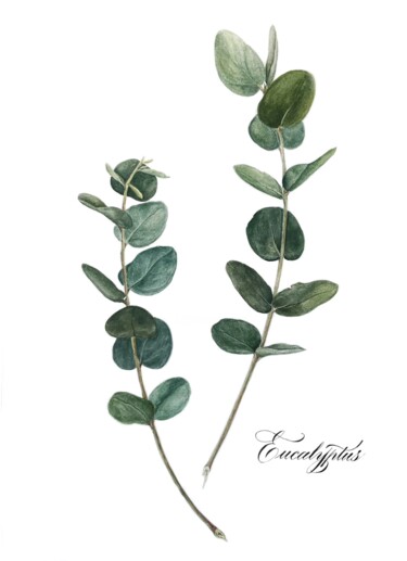 Картина под названием "Eucaliptus 2" - Olha Mosuzenko, Подлинное произведение искусства, Акварель