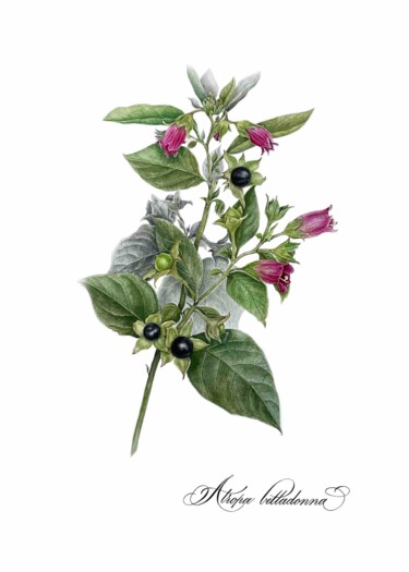 Картина под названием "Atropa belladonna" - Olha Mosuzenko, Подлинное произведение искусства, Акварель