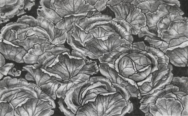 Drawing titled "Cabbage" by Olha Protsenko, Original Artwork, Pencil