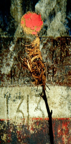 Fotografia intitolato "FLEUR BALLON" da Olivier Calvez, Opera d'arte originale