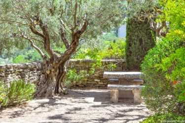 Φωτογραφία με τίτλο "Mon arbre" από Olivier De Pooter, Αυθεντικά έργα τέχνης, Μη χειραγωγημένη φωτογραφία