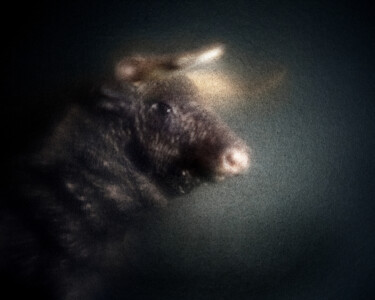 Photography titled "Bestiaire #1" by Olivier Pasquiers, Original Artwork, Non Manipulated Photography