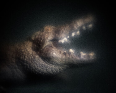 Photography titled "Bestiaire #2" by Olivier Pasquiers, Original Artwork, Non Manipulated Photography