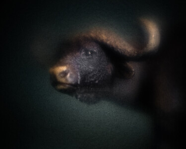 Photography titled "Bestiaire #3" by Olivier Pasquiers, Original Artwork, Non Manipulated Photography