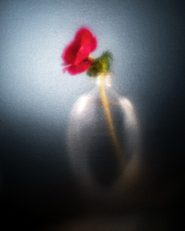 Photography titled "Anémone#3" by Olivier Pasquiers, Original Artwork, Non Manipulated Photography