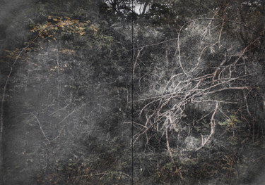 Arts numériques intitulée "Forest 1" par Olivier Gilet, Œuvre d'art originale, Photographie numérique