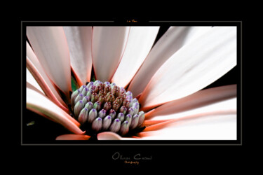 Фотография под названием "La Fleur..." - Ollivier Cacaud, Подлинное произведение искусства, Цифровая фотография