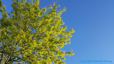 Photography titled "LIME BLUE TREE" by Omsurya Sandra Inti Ruphay, Original Artwork