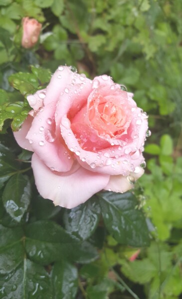 Fotografie mit dem Titel "Pluie Perle Rose" von Omsurya Sandra Inti Ruphay, Original-Kunstwerk