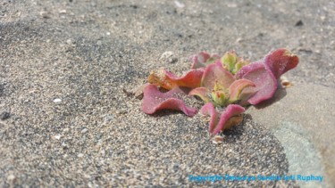 Photography titled "PLANTA AMOR TIERRA" by Omsurya Sandra Inti Ruphay, Original Artwork