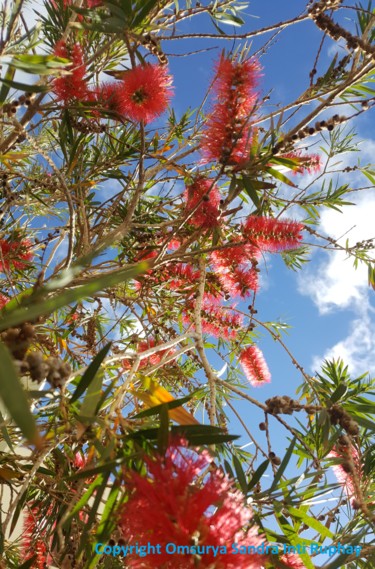 Photography titled "FIESTA FLORES AMOR" by Omsurya Sandra Inti Ruphay, Original Artwork