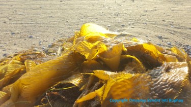 Fotografie mit dem Titel "ALGA OCEAN LOVE" von Omsurya Sandra Inti Ruphay, Original-Kunstwerk