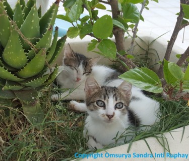 Fotografia intitolato "KATOUSS BEBES CHATS…" da Omsurya Sandra Inti Ruphay, Opera d'arte originale, Fotografia non manipolata