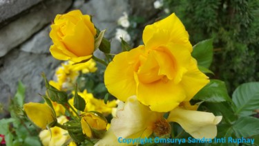 Photography titled "PARADIES GELBE ROSE…" by Omsurya Sandra Inti Ruphay, Original Artwork, Non Manipulated Photography
