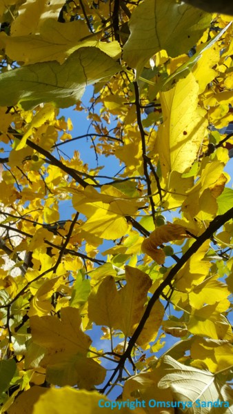 Fotografie mit dem Titel "HERBST FEIGEN LICHT" von Omsurya Sandra Inti Ruphay, Original-Kunstwerk, Nicht bearbeitete Fotogra…