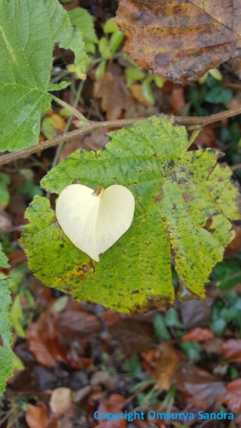 Fotografie getiteld "LIEBE IMMER LIEBE" door Omsurya Sandra Inti Ruphay, Origineel Kunstwerk, Niet gemanipuleerde fotografie