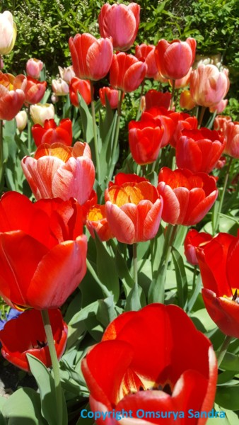 "TULPEN TANZEN ROT" başlıklı Fotoğraf Omsurya Sandra Inti Ruphay tarafından, Orijinal sanat, Fotoşopsuz fotoğraf