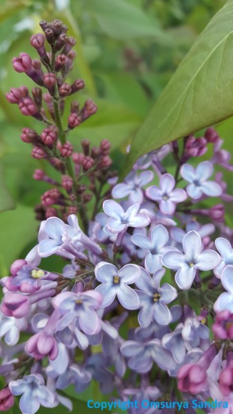 Fotografie getiteld "BLUMEN FRÜHLING DUFT" door Omsurya Sandra Inti Ruphay, Origineel Kunstwerk, Niet gemanipuleerde fotogra…