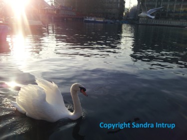 Fotografie mit dem Titel "LICHTSCHWANLIEBE" von Omsurya Sandra Inti Ruphay, Original-Kunstwerk