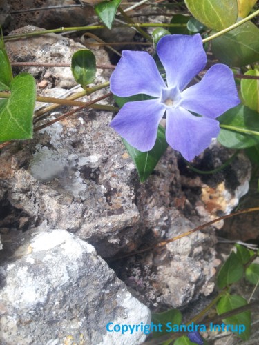 Fotografie mit dem Titel "BEAUTENATUREBLEUE -…" von Omsurya Sandra Inti Ruphay, Original-Kunstwerk