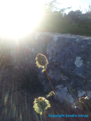 Photographie intitulée "FLEUR GALAXIE LUMIE…" par Omsurya Sandra Inti Ruphay, Œuvre d'art originale