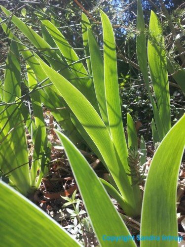 Fotografia zatytułowany „PLANTE VERTE PRINTE…” autorstwa Omsurya Sandra Inti Ruphay, Oryginalna praca