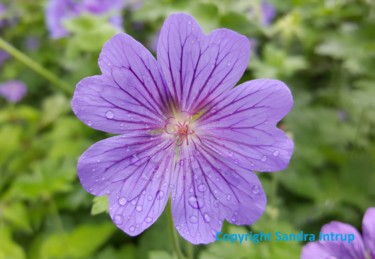 Photographie intitulée "AMOUR CENTRE FLEUR" par Omsurya Sandra Inti Ruphay, Œuvre d'art originale