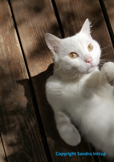 Photographie intitulée "NOSTRA - Le Chat Bl…" par Omsurya Sandra Inti Ruphay, Œuvre d'art originale