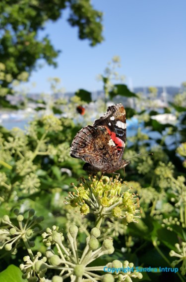 Фотография под названием "PAPILLON PAIX HARMO…" - Omsurya Sandra Inti Ruphay, Подлинное произведение искусства