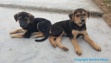 Photographie intitulée "AMOR BEBE PERRO - P…" par Omsurya Sandra Inti Ruphay, Œuvre d'art originale