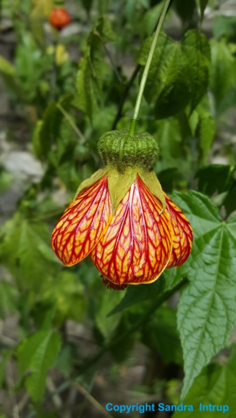 Photographie intitulée "PERFEKT BLUME NATUR…" par Omsurya Sandra Inti Ruphay, Œuvre d'art originale