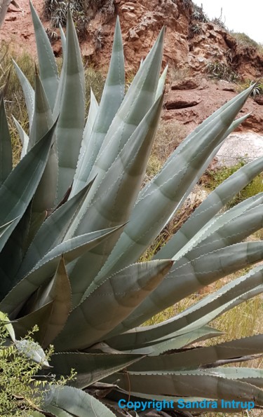 Photography titled "AGAVE AGAVOS PRACHT…" by Omsurya Sandra Inti Ruphay, Original Artwork