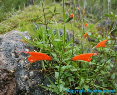 Photographie intitulée "WEGWEISER BLUME ROT…" par Omsurya Sandra Inti Ruphay, Œuvre d'art originale