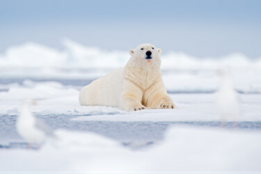 Photography titled "Arctic Scene" by Ondrej Prosicky, Original Artwork, Digital Photography