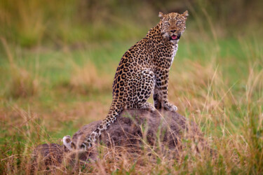 Fotografía titulada "Leopard in Orange G…" por Ondrej Prosicky, Obra de arte original, Fotografía digital