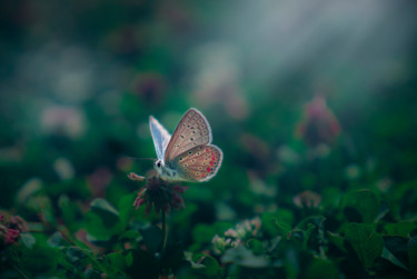 Photographie intitulée "Butterfly Effect" par Onur Yumlu, Œuvre d'art originale