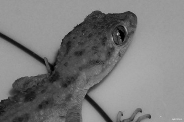 Photographie intitulée "Common house gecko" par Opelmendoza, Œuvre d'art originale, Photographie numérique