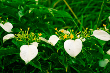 Fotografía titulada "Plant" por Opelmendoza, Obra de arte original, Fotografía analógica