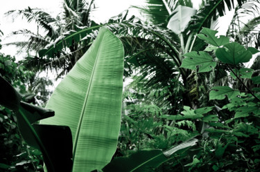 Фотография под названием "Banana Leaf" - Opelmendoza, Подлинное произведение искусства, Цифровая фотография