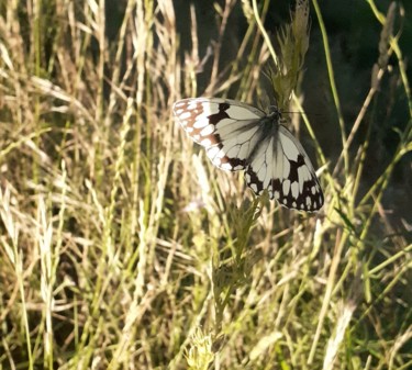 Photography titled "Papillon" by Minnie House, Original Artwork, Digital Photography