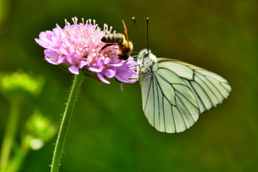 Photographie intitulée "Papillon gazé" par Alain Brasseur, Œuvre d'art originale
