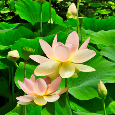 Фотография под названием "Lotus sacré, lotus…" - Alain Brasseur, Подлинное произведение искусства