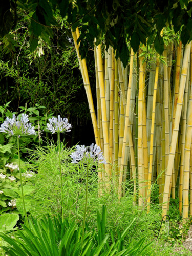Photographie intitulée "Agapanthe et bambous" par Alain Brasseur, Œuvre d'art originale