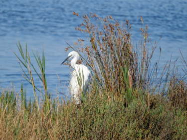 Photographie intitulée "Aigrette." par Alain Brasseur, Œuvre d'art originale