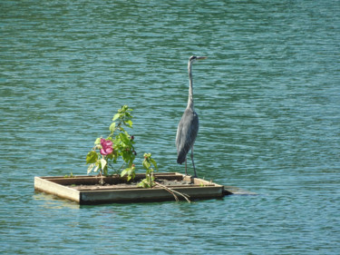 Photography titled "Héron à la dérive" by Alain Brasseur, Original Artwork