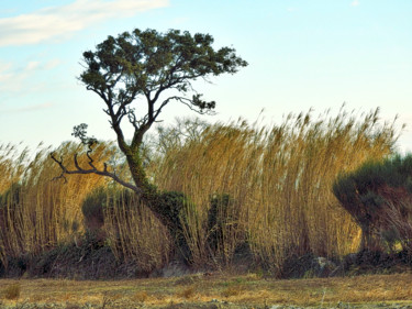 Photographie intitulée "Camargue .. 4" par Alain Brasseur, Œuvre d'art originale