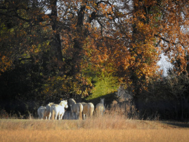 Photography titled "Chevaux de Camargue." by Alain Brasseur, Original Artwork